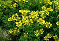 El valor de las plantas Yoruba y sus atributos (Ewe) ruda